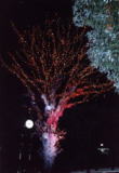 display